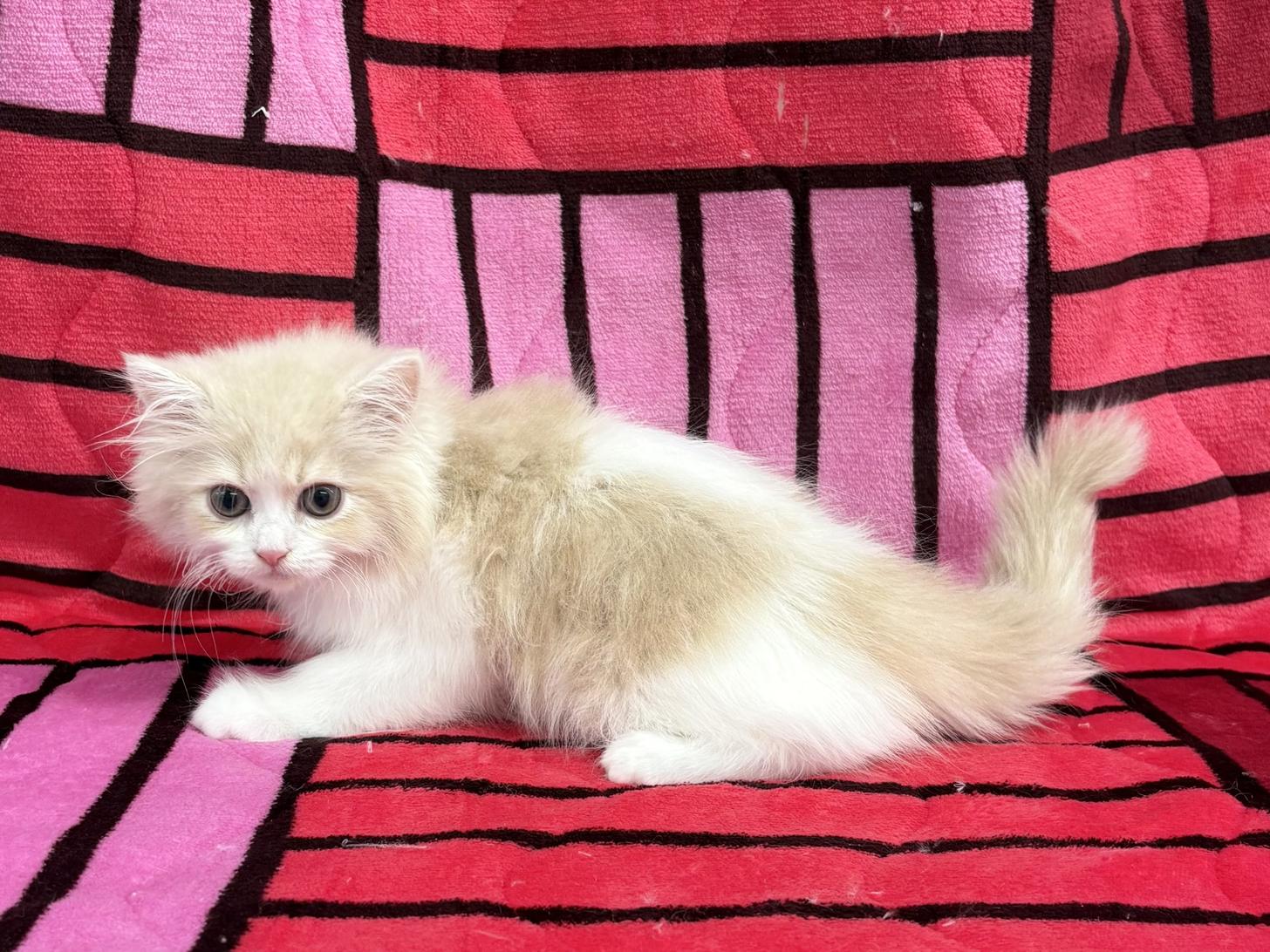 愛知県のミヌエット (ハピースペット春日井アミーゴ店/2025年12月4日生まれ/男の子/クリームタビーホワイト)の子猫の3枚目の画像