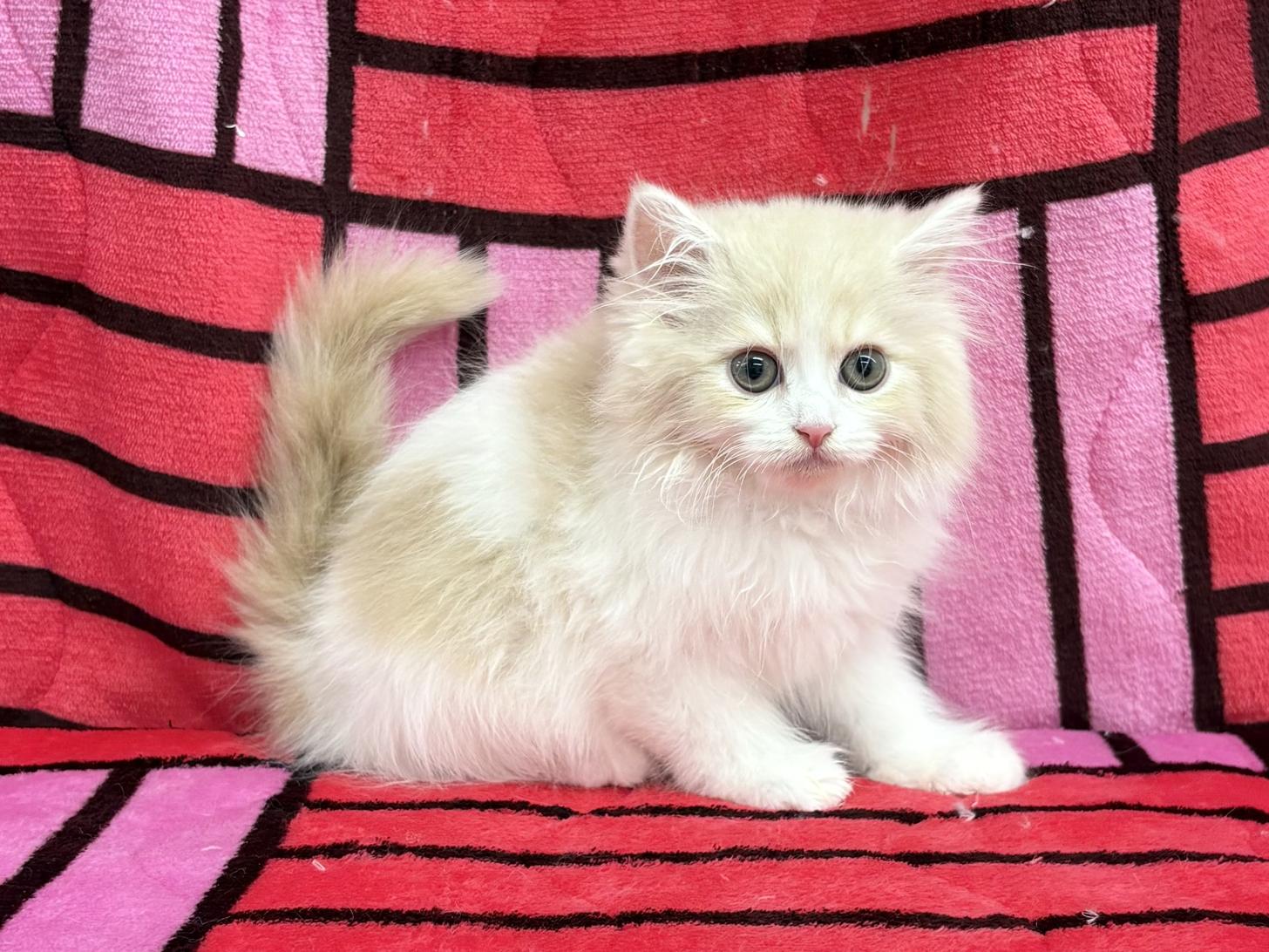 愛知県のミヌエット (ハピースペット春日井アミーゴ店/2025年12月4日生まれ/男の子/クリームタビーホワイト)の子猫の4枚目の画像