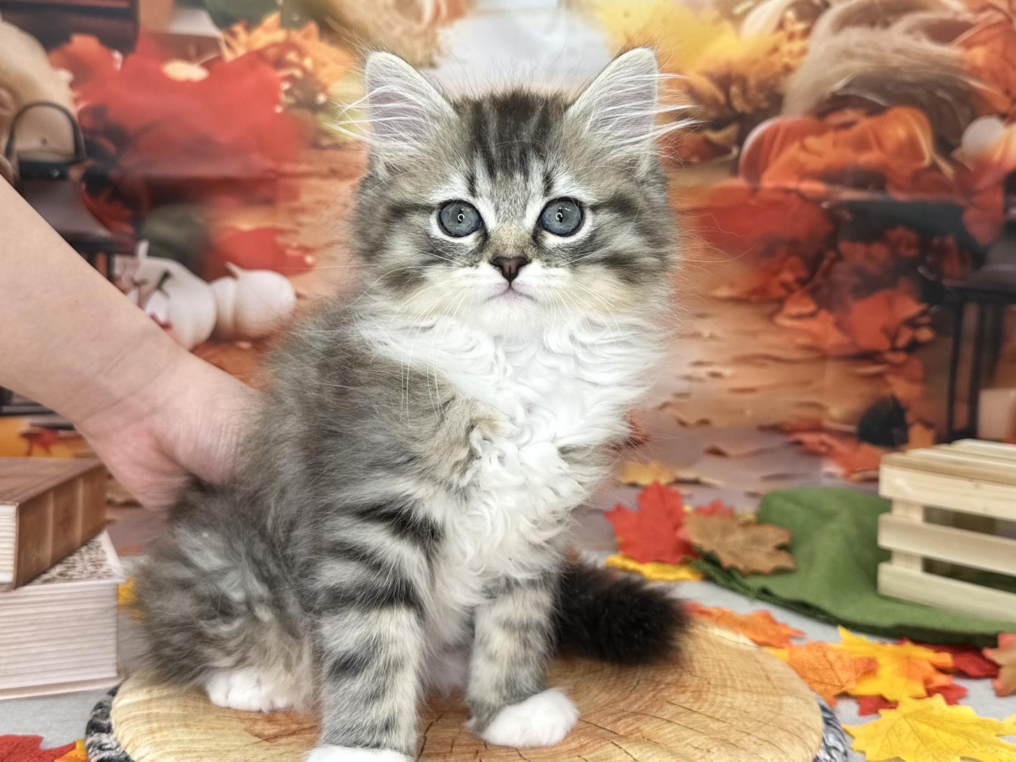 北海道のラガマフィン (ラブワンコ カインズ大曲店/2025年8月19日生まれ/男の子/ブラックタビーホワイト)の子猫