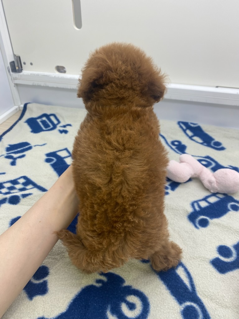 宮城県のトイプードル(トイ) (ズーズーカンパニー 八乙女店/2025年5月16日生まれ/女の子/レッド)の子犬の3枚目の画像