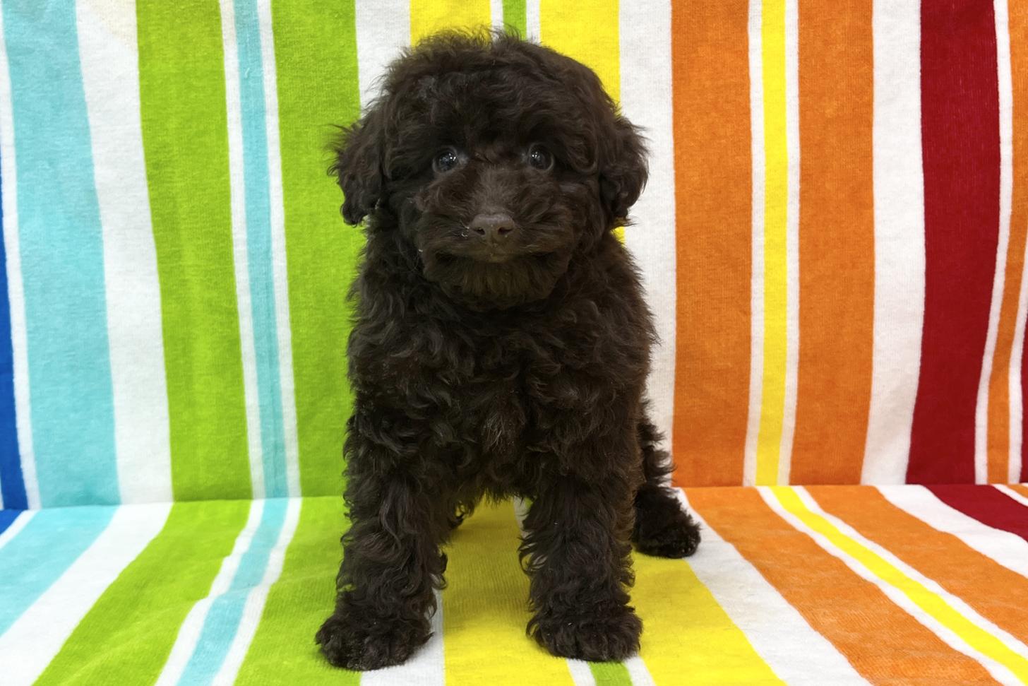 愛知県のトイプードル(タイニー) (ハピースペット一宮三条アミーゴ店/2025年11月25日生まれ/女の子/ブラウン)の子犬の1枚目の画像