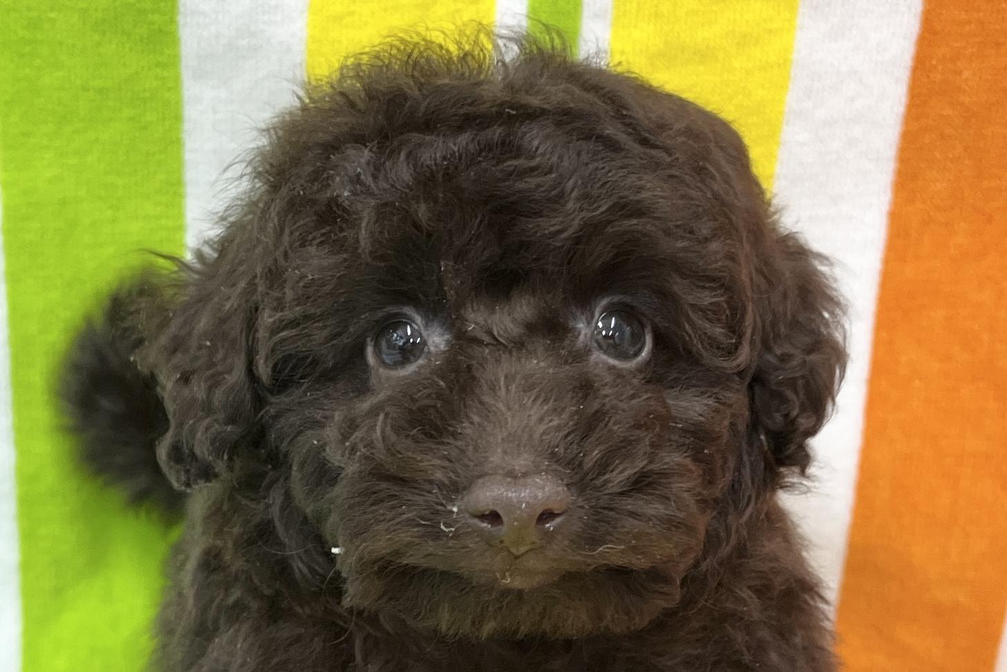 愛知県のトイプードル(タイニー) (ハピースペット一宮三条アミーゴ店/2025年11月25日生まれ/女の子/ブラウン)の子犬の2枚目の画像