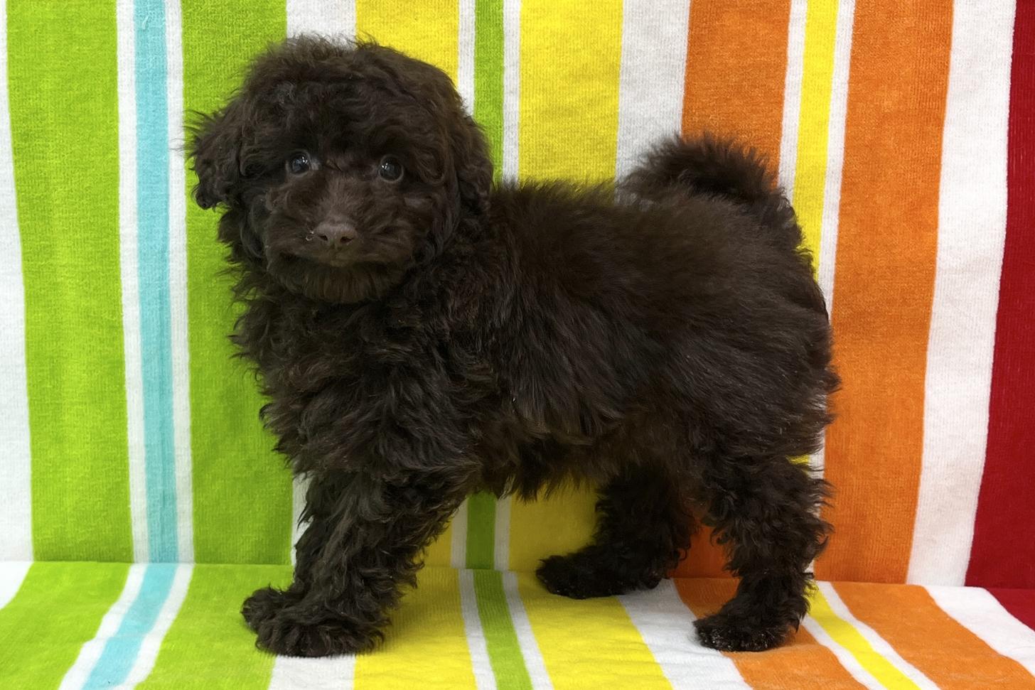 愛知県のトイプードル(タイニー) (ハピースペット一宮三条アミーゴ店/2025年11月25日生まれ/女の子/ブラウン)の子犬の3枚目の画像