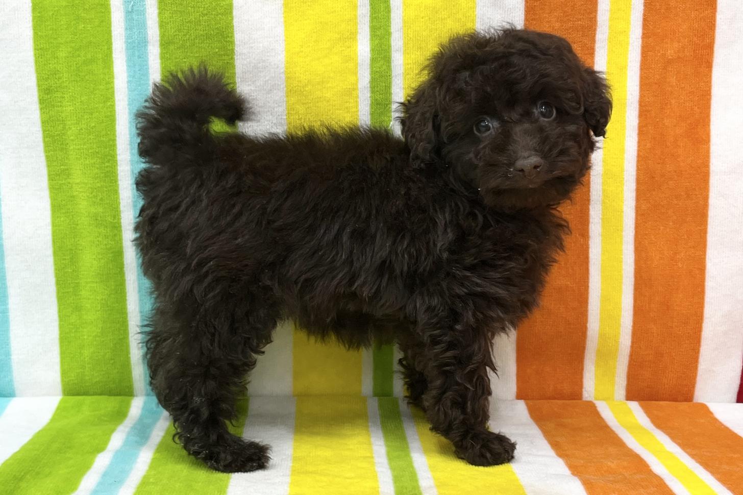 愛知県のトイプードル(タイニー) (ハピースペット一宮三条アミーゴ店/2025年11月25日生まれ/女の子/ブラウン)の子犬の4枚目の画像