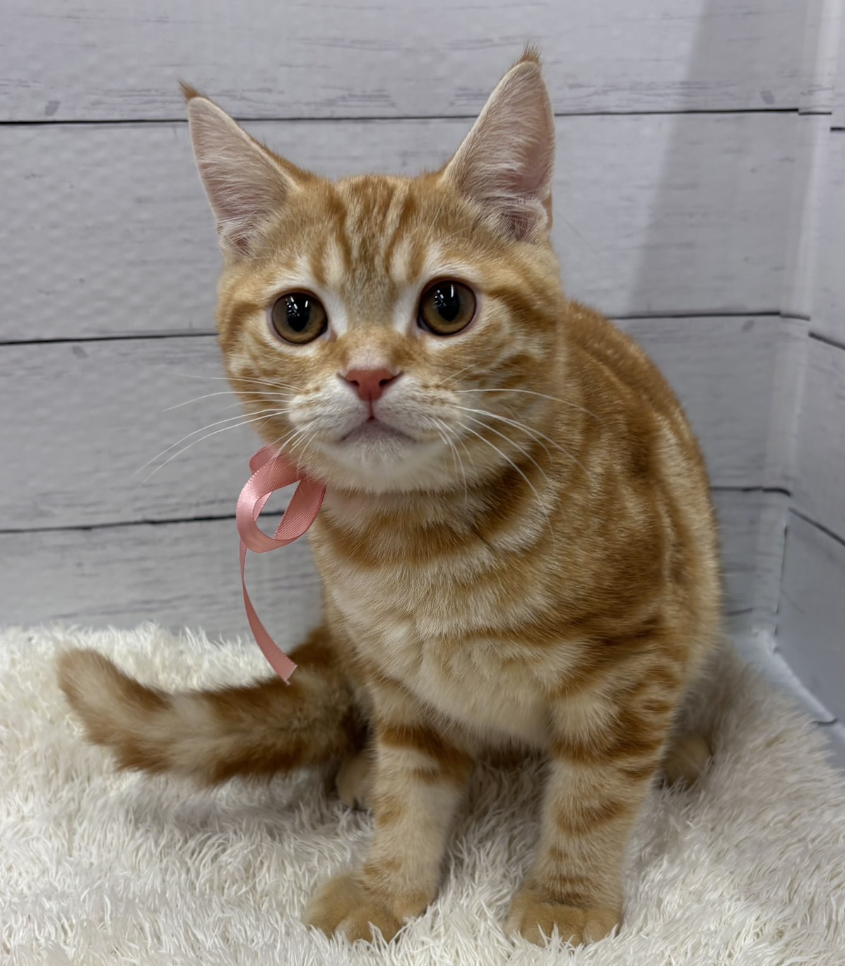 千葉県のアメリカンショートヘアー (ペッツワン佐倉店/2025年10月18日生まれ/男の子/レッドタビー)の子猫の1枚目の画像
