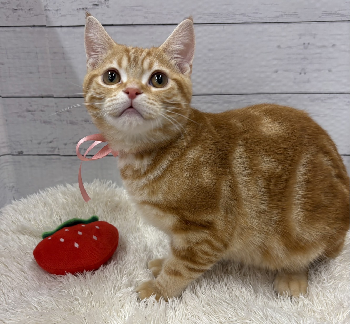 千葉県のアメリカンショートヘアー (ペッツワン佐倉店/2025年10月18日生まれ/男の子/レッドタビー)の子猫の2枚目の画像