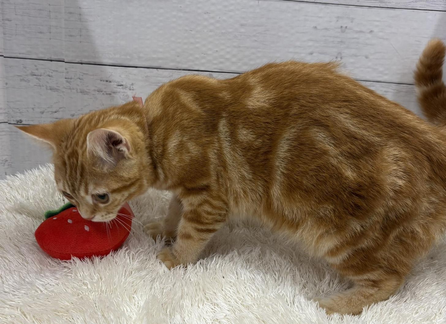 千葉県のアメリカンショートヘアー (ペッツワン佐倉店/2025年10月18日生まれ/男の子/レッドタビー)の子猫の3枚目の画像