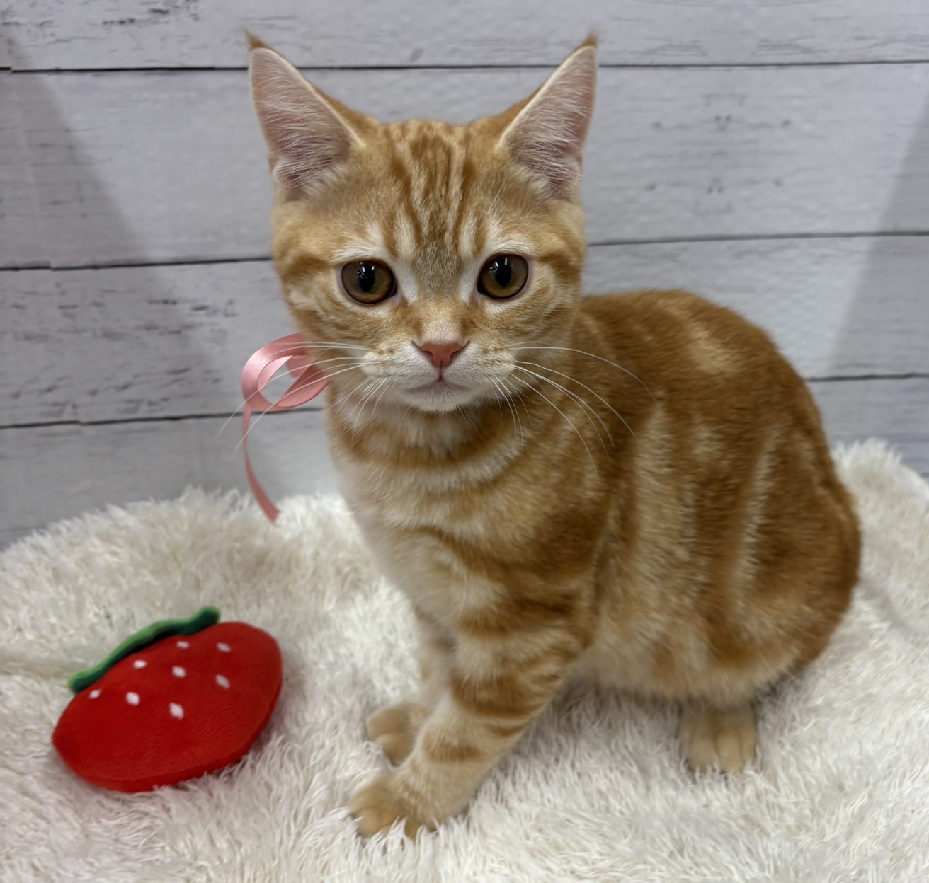 千葉県のアメリカンショートヘアー (ペッツワン佐倉店/2025年10月18日生まれ/男の子/レッドタビー)の子猫の4枚目の画像