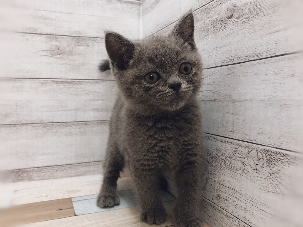 新潟県のブリティッシュショートヘアー (竹内ペット 白根店/2026年5月30日生まれ/女の子/ブルー)の子猫の2枚目の画像
