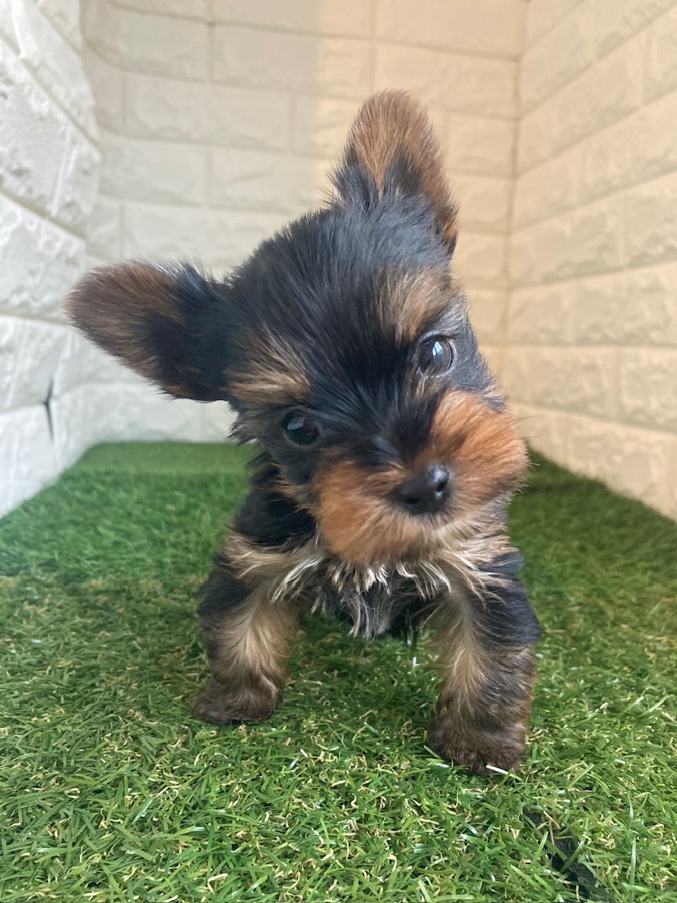 東京都のヨークシャーテリア (ペットショップcoco東京港区店/2025年9月30日生まれ/男の子/スチールブルータン)の子犬