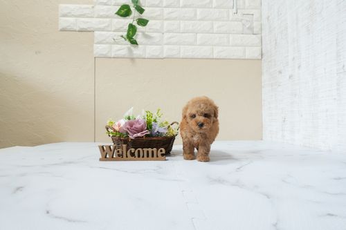 滋賀県のトイプードル(タイニー) (いっぷく湖南店/2025年12月5日生まれ/男の子/レッドフォーン)の子犬の1枚目の画像