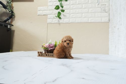 滋賀県のトイプードル(タイニー) (いっぷく湖南店/2025年12月5日生まれ/男の子/レッドフォーン)の子犬の2枚目の画像