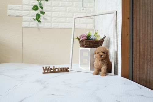 滋賀県のトイプードル(タイニー) (いっぷく湖南店/2025年12月5日生まれ/男の子/レッドフォーン)の子犬の3枚目の画像