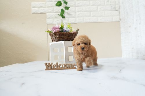 滋賀県のトイプードル(タイニー) (いっぷく湖南店/2025年12月5日生まれ/男の子/レッドフォーン)の子犬の4枚目の画像