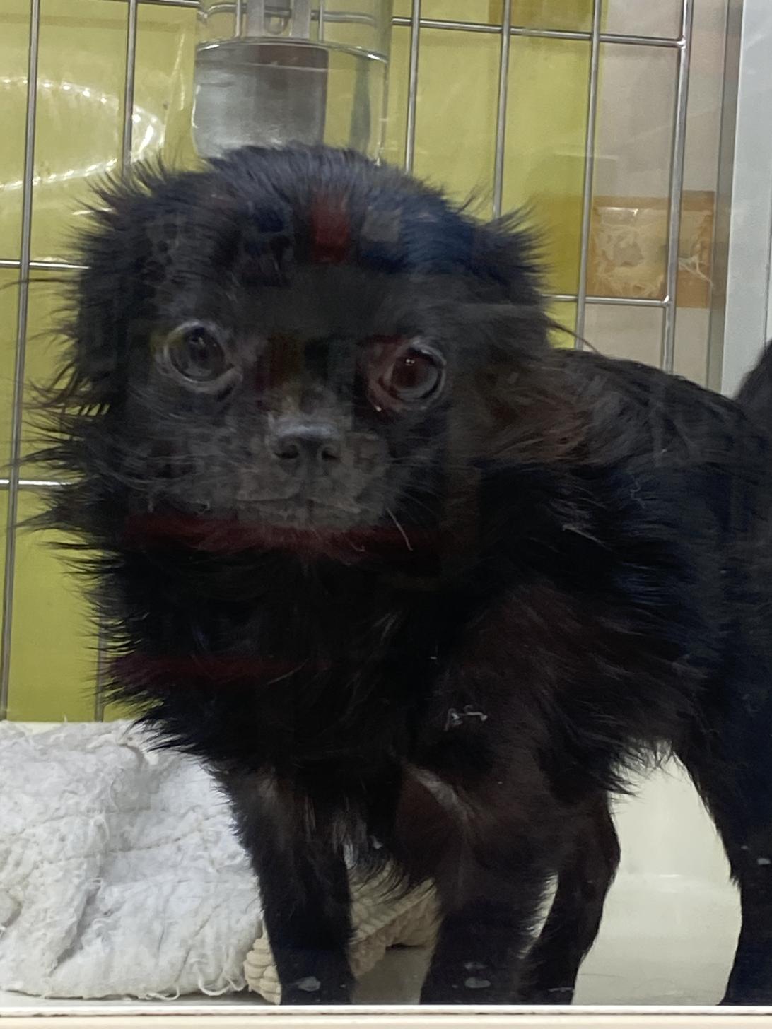 滋賀県のチワワ(ロング) (ナカニシケンネル/2025年6月24日生まれ/女の子/ブラック)の子犬