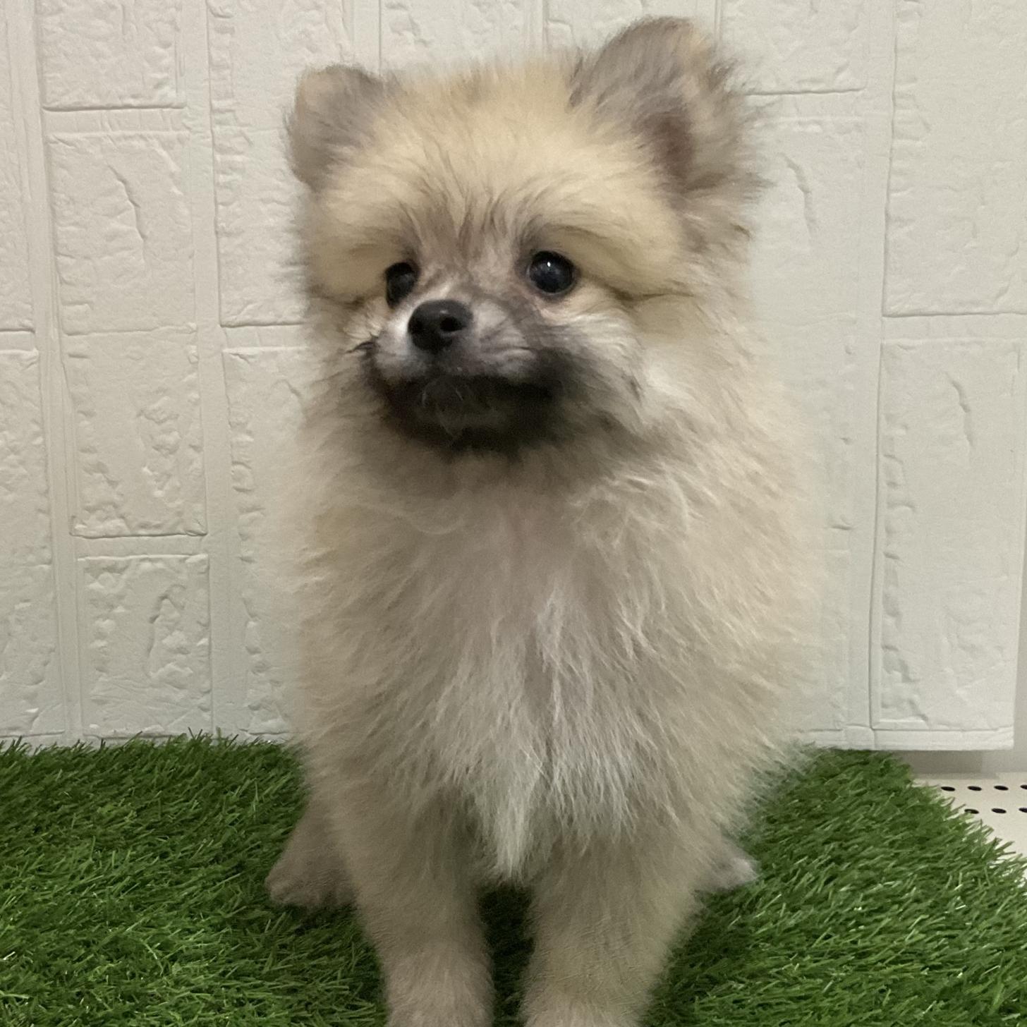 佐賀県のポメラニアン (ドッグズホーム佐賀店/2026年2月24日生まれ/男の子/オレンジセーブル)の子犬