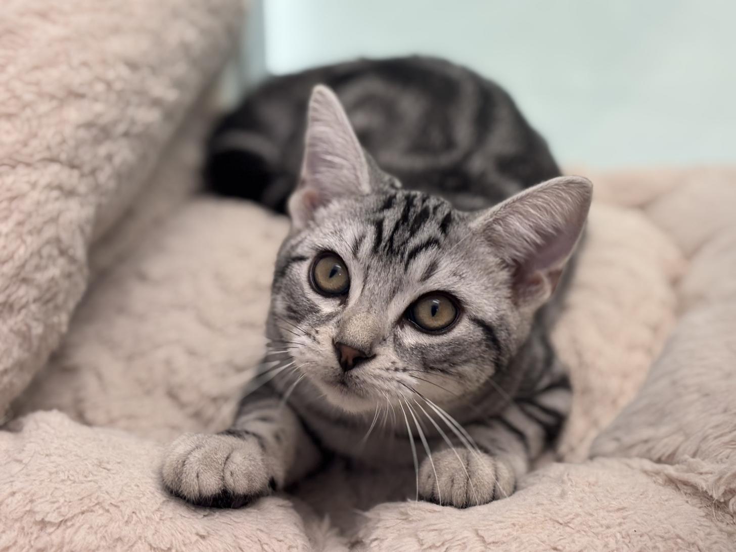 神奈川県のアメリカンショートヘアー (Doggy Style 小田原店/2025年7月20日生まれ/男の子/シルバータビー)の子猫の1枚目の画像