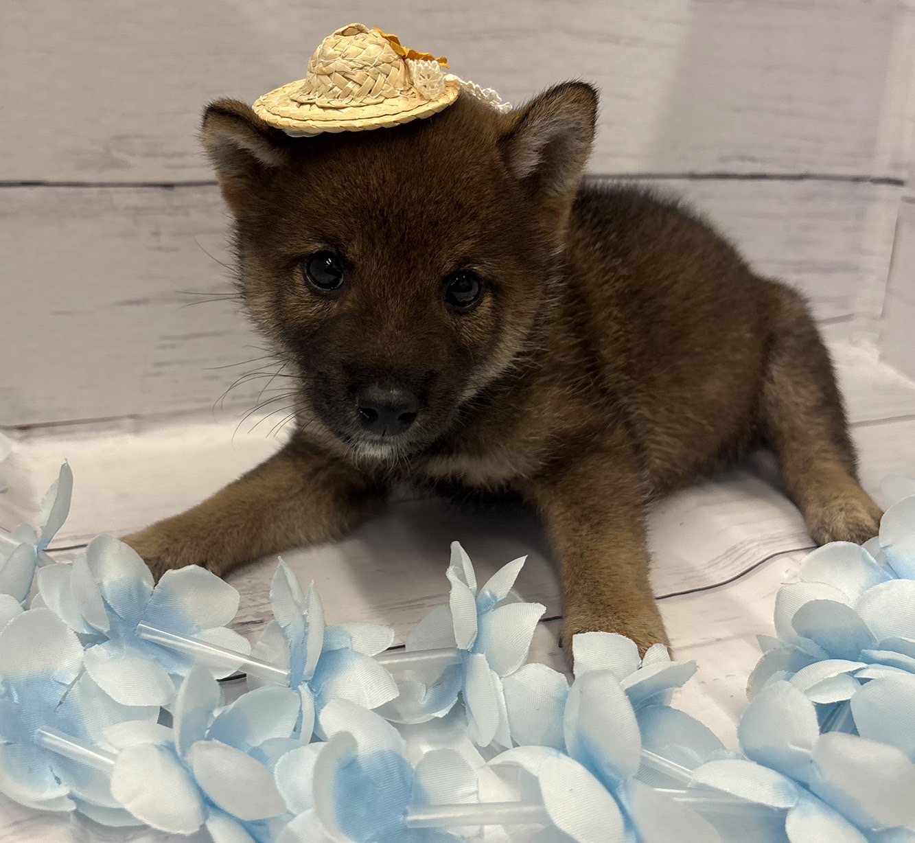 千葉県の柴犬(標準サイズ) (ペッツワン佐倉店/2026年6月24日生まれ/男の子/胡麻)の子犬の1枚目の画像