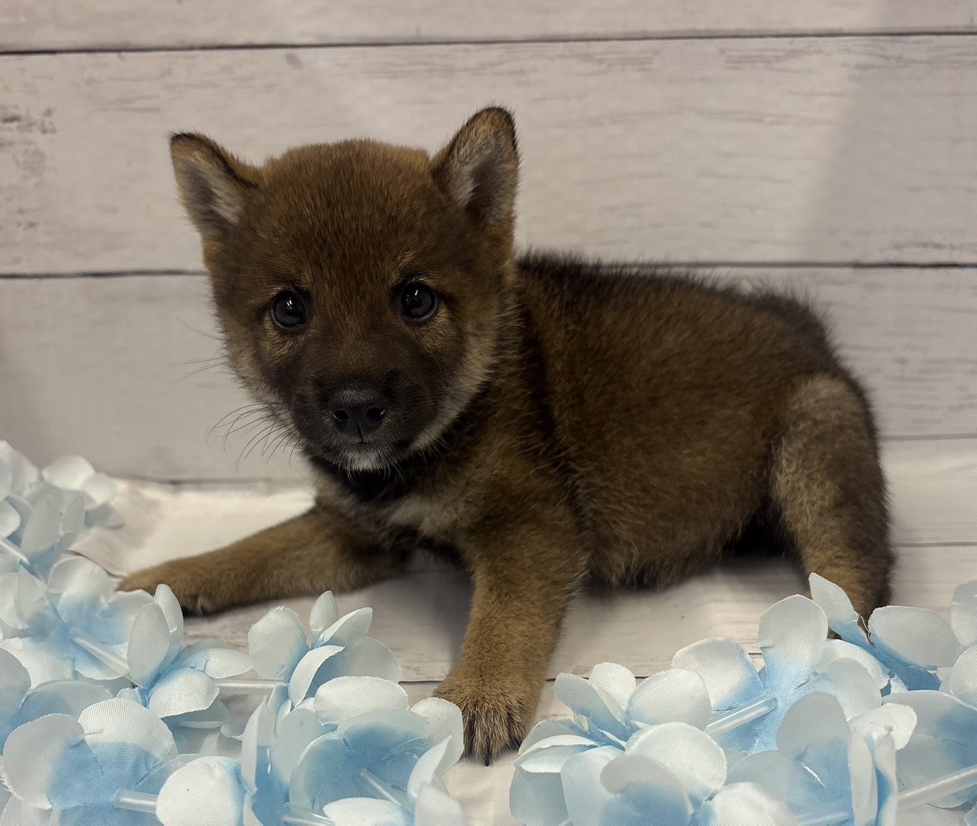 千葉県の柴犬(標準サイズ) (ペッツワン佐倉店/2026年6月24日生まれ/男の子/胡麻)の子犬の2枚目の画像