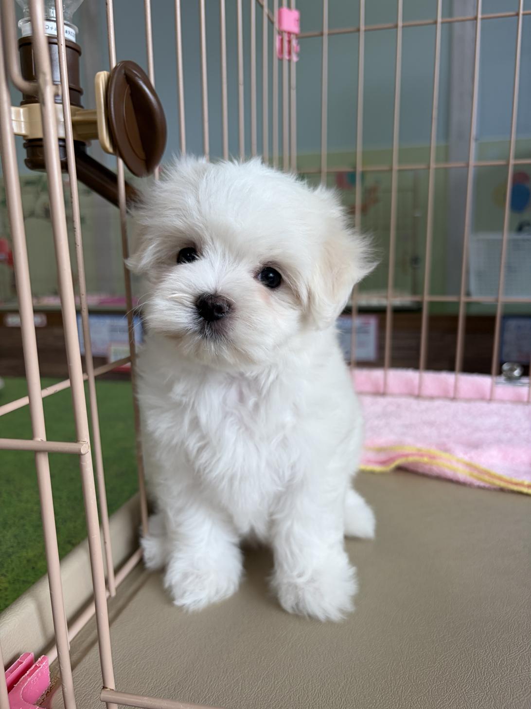 愛知県のマルチーズ (子いぬの足あと/2026年4月15日生まれ/男の子/ホワイト)の子犬