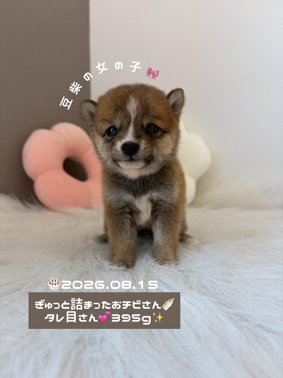 埼玉県の豆柴 (PETSHOP FATIS/2026年8月15日生まれ/女の子/赤)の子犬の1枚目の画像