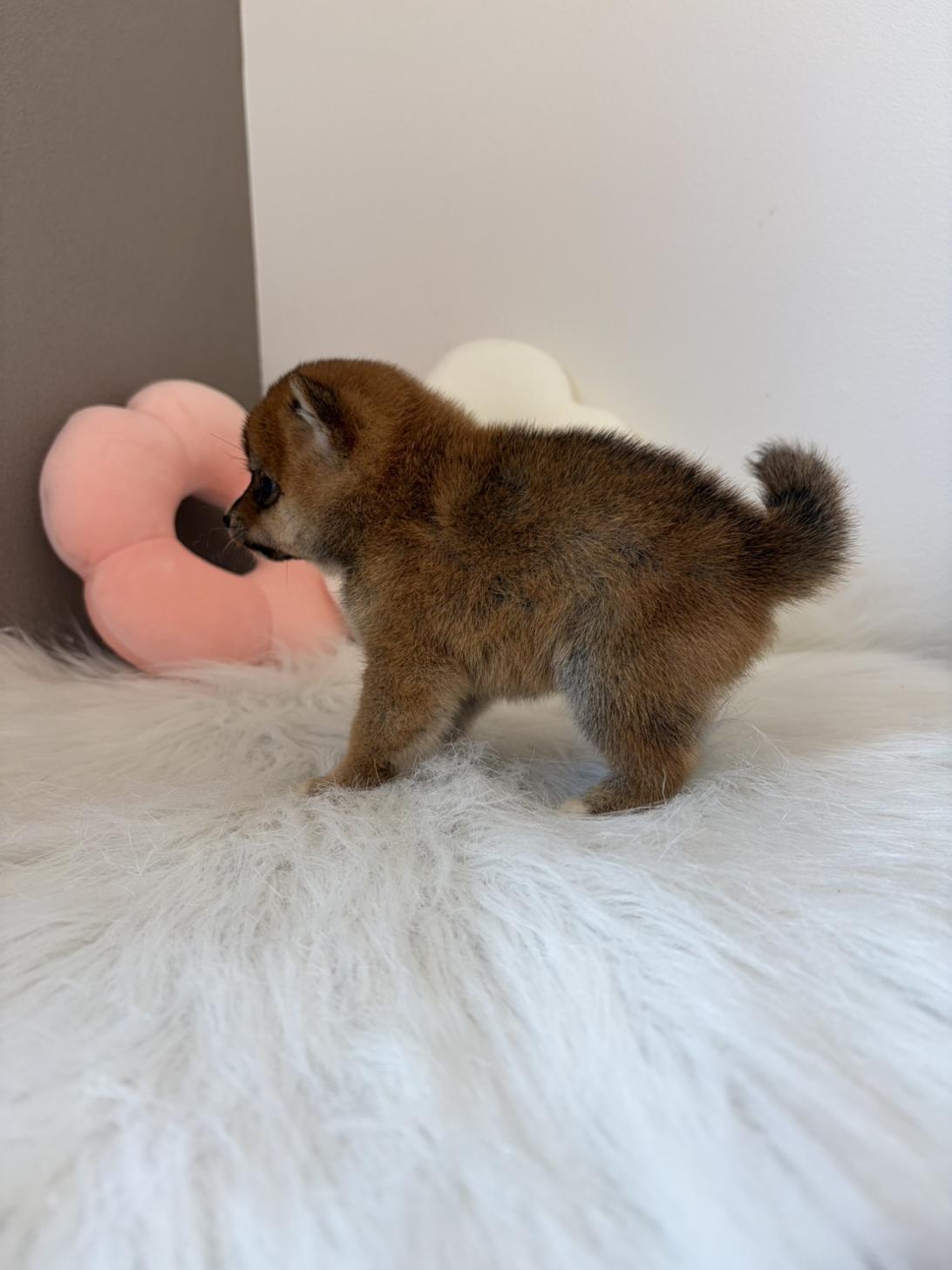 埼玉県の豆柴 (PETSHOP FATIS/2026年8月15日生まれ/女の子/赤)の子犬の3枚目の画像
