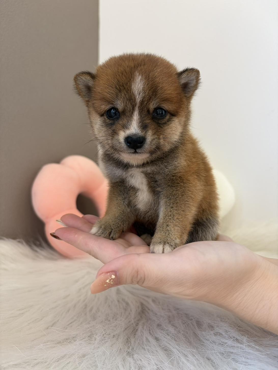 埼玉県の豆柴 (PETSHOP FATIS/2026年8月15日生まれ/女の子/赤)の子犬の4枚目の画像