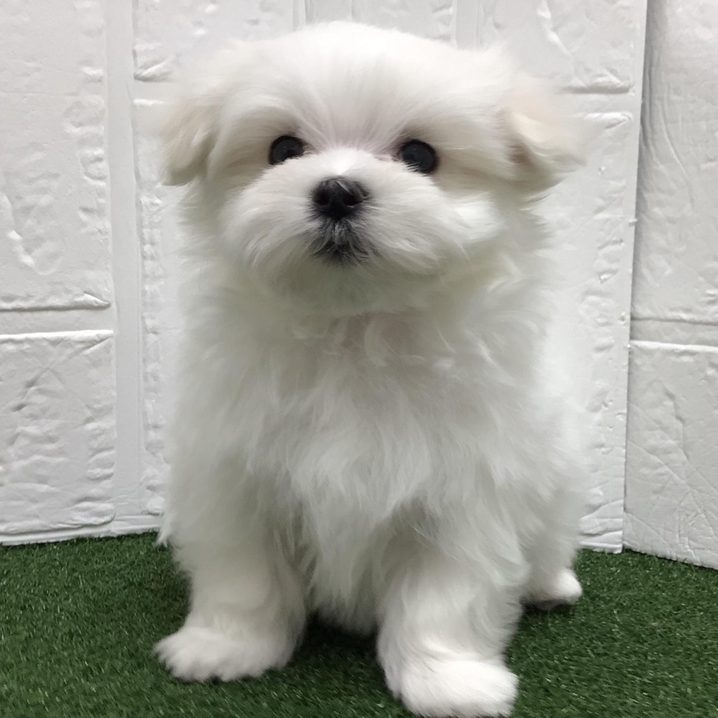 熊本県のマルチーズ (ニコペットセレクト ドッグズホーム八代店/2025年10月14日生まれ/男の子/ホワイト)の子犬