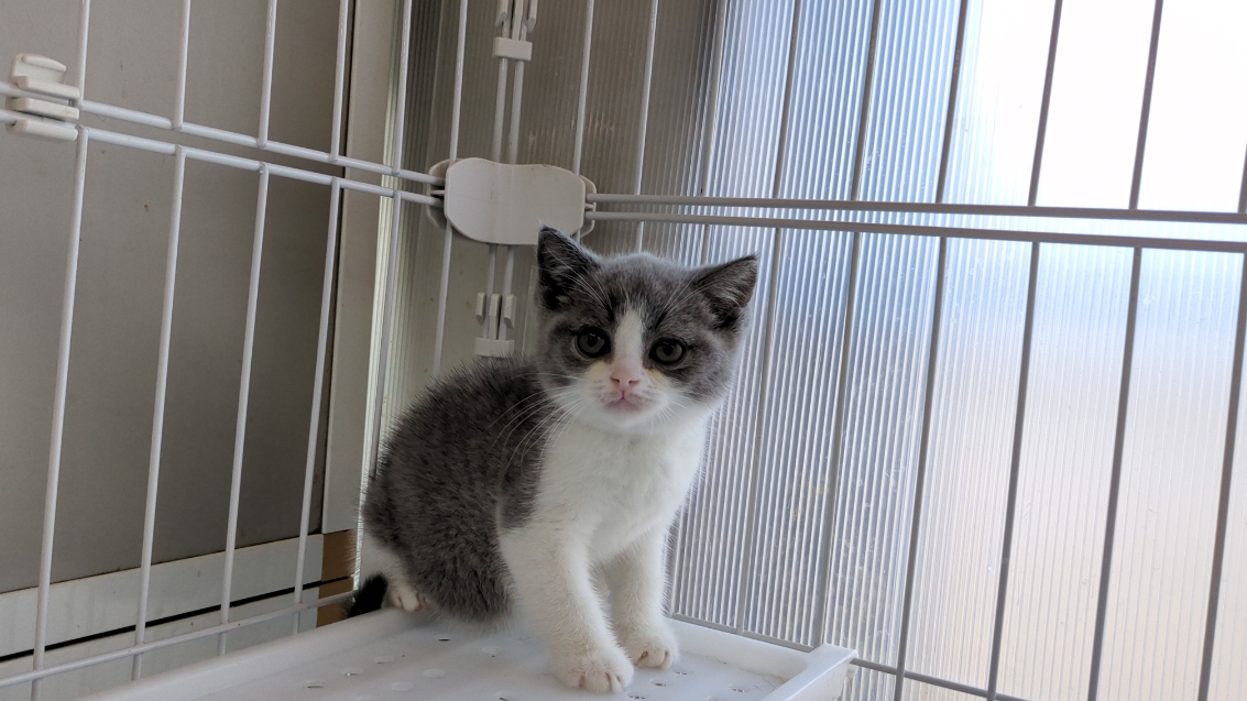 茨城県のブリティッシュショートヘアー (ペットショップスズキ/2025年12月5日生まれ/男の子/ブルーホワイト)の子猫の1枚目の画像