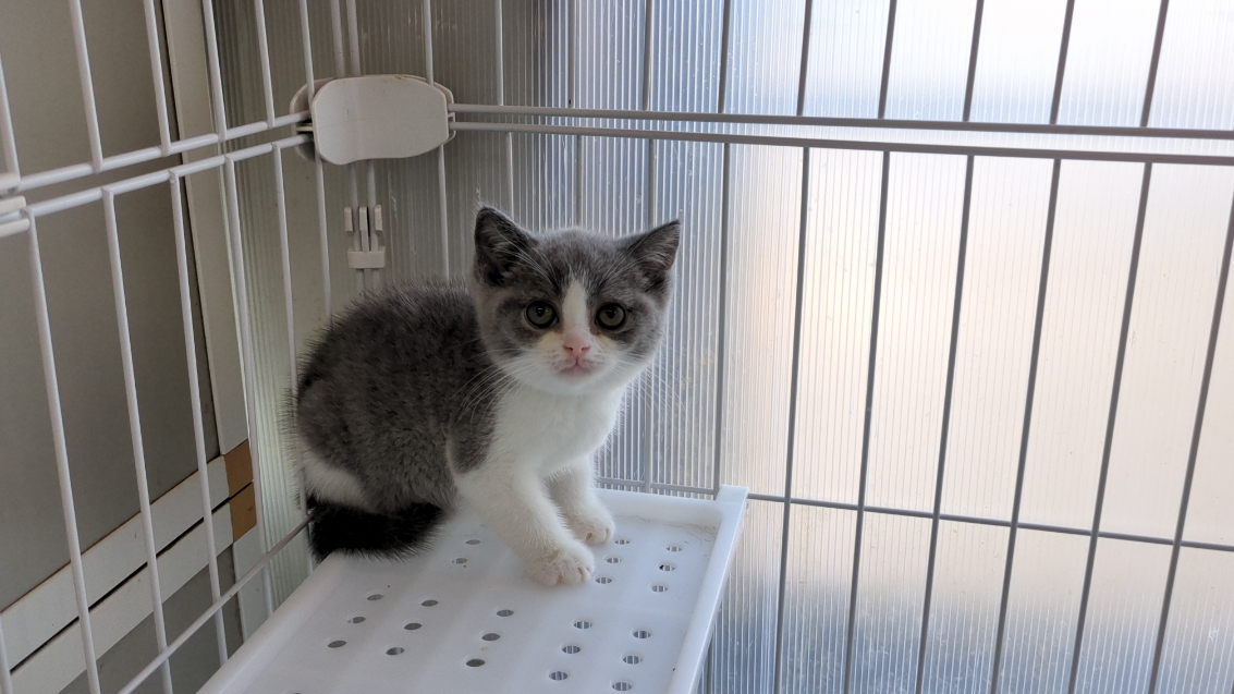 茨城県のブリティッシュショートヘアー (ペットショップスズキ/2025年12月5日生まれ/男の子/ブルーホワイト)の子猫の4枚目の画像
