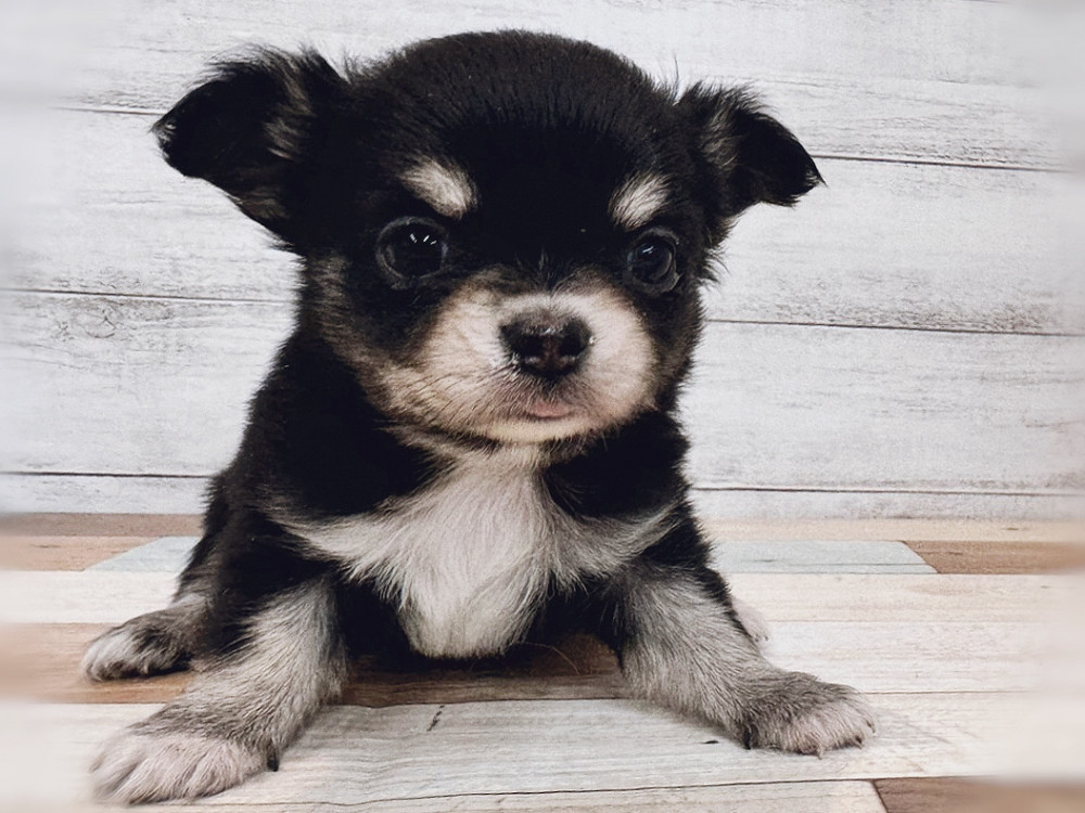 新潟県のチワワ(ロング) (竹内ペット 新潟西店/2025年11月2日生まれ/女の子/ブラックタン)の子犬