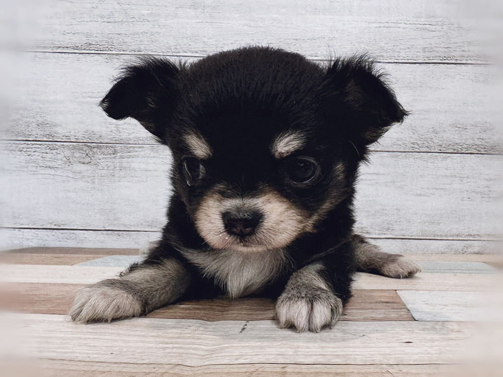 新潟県のチワワ(ロング) (竹内ペット 新潟西店/2025年11月2日生まれ/女の子/ブラックタン)の子犬の2枚目の画像