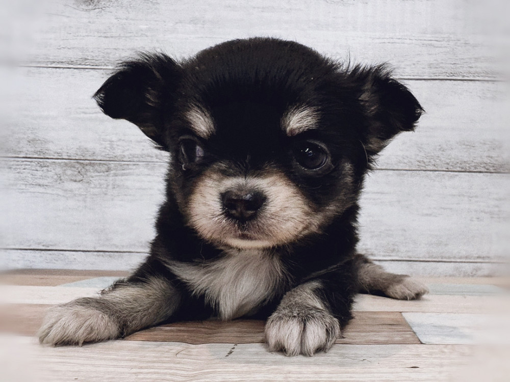 新潟県のチワワ(ロング) (竹内ペット 新潟西店/2025年11月2日生まれ/女の子/ブラックタン)の子犬の3枚目の画像