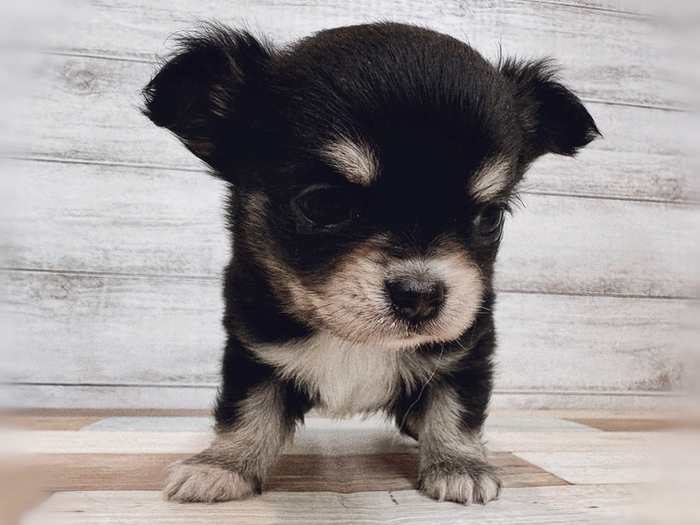 新潟県のチワワ(ロング) (竹内ペット 新潟西店/2025年11月2日生まれ/女の子/ブラックタン)の子犬の4枚目の画像