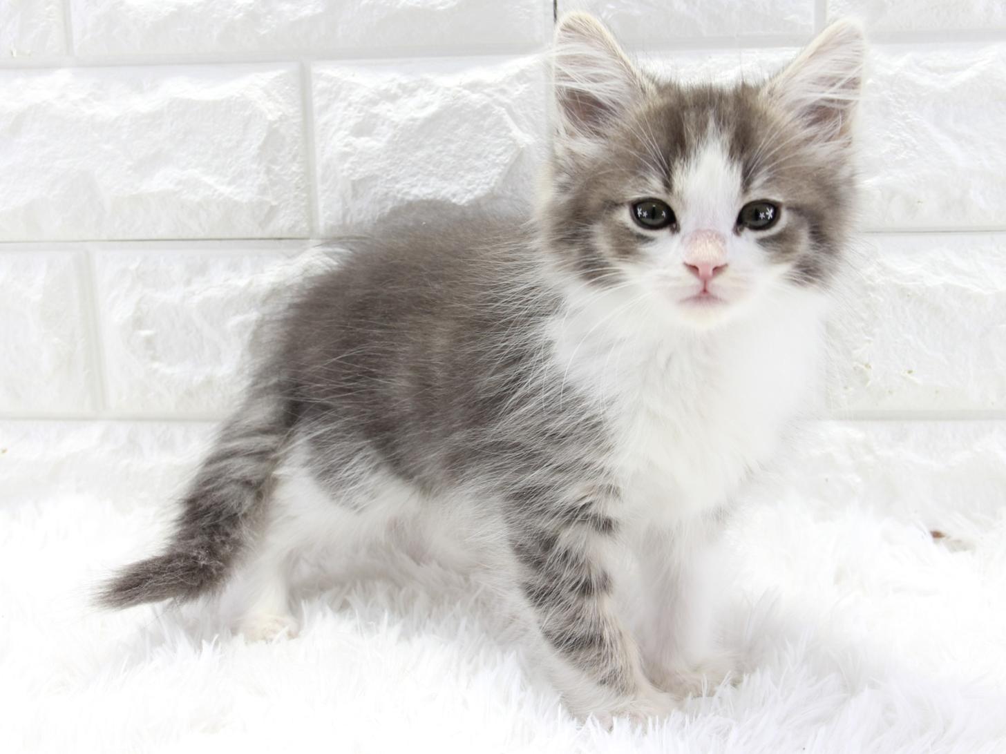 愛知県のノルウェージャンフォレストキャット (猫福家 名古屋南店/2025年11月11日生まれ/男の子/ブルータビーホワイト)の子猫の1枚目の画像