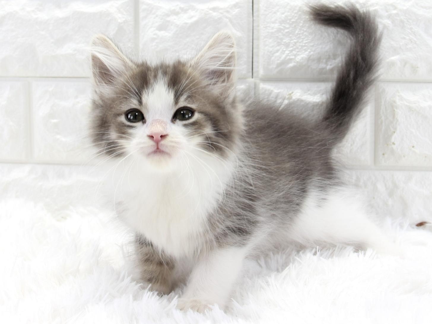 愛知県のノルウェージャンフォレストキャット (猫福家 名古屋南店/2025年11月11日生まれ/男の子/ブルータビーホワイト)の子猫の2枚目の画像