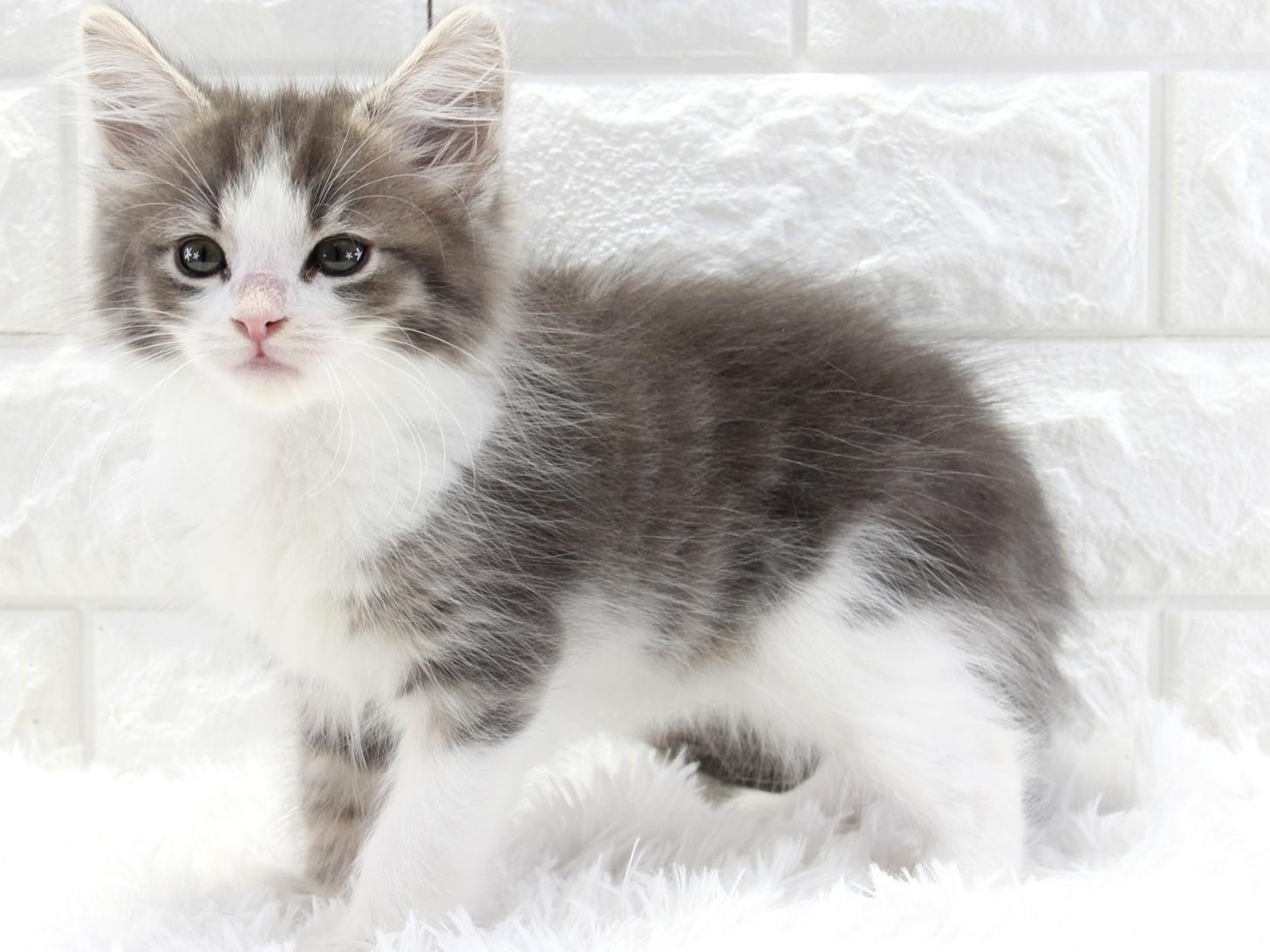 愛知県のノルウェージャンフォレストキャット (猫福家 名古屋南店/2025年11月11日生まれ/男の子/ブルータビーホワイト)の子猫の4枚目の画像