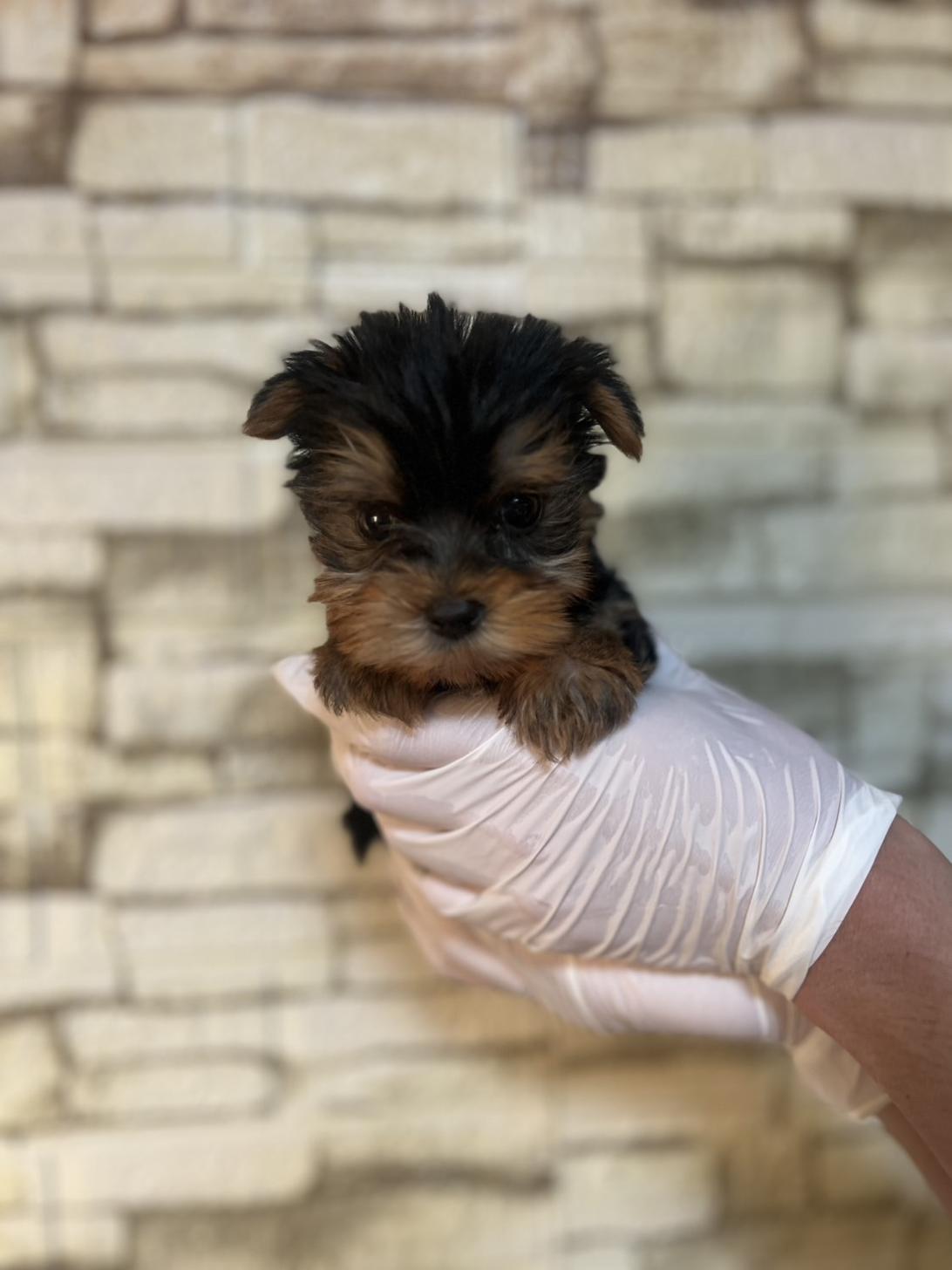 埼玉県のヨークシャーテリア (ペッツスマイル加須インター店/2025年9月20日生まれ/男の子/スチールブルータン)の子犬の1枚目の画像