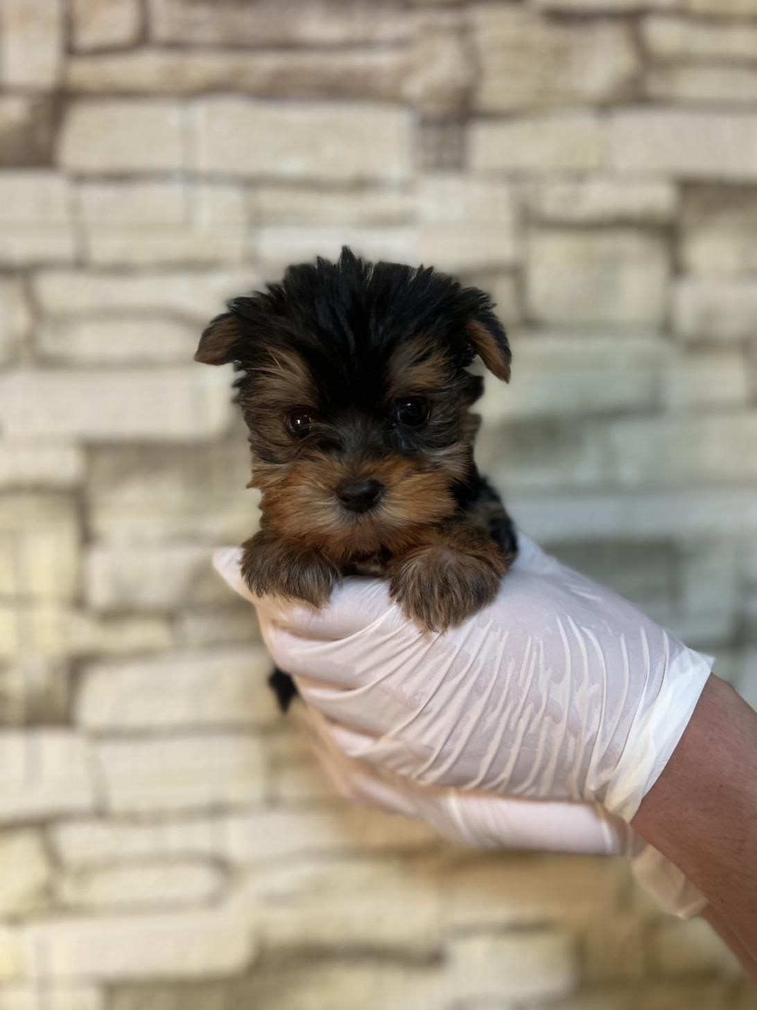 埼玉県のヨークシャーテリア (ペッツスマイル加須インター店/2025年9月20日生まれ/男の子/スチールブルータン)の子犬の2枚目の画像