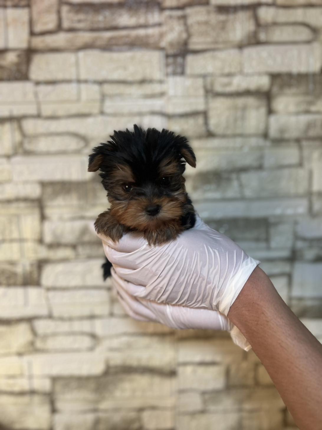 埼玉県のヨークシャーテリア (ペッツスマイル加須インター店/2025年9月20日生まれ/男の子/スチールブルータン)の子犬の3枚目の画像