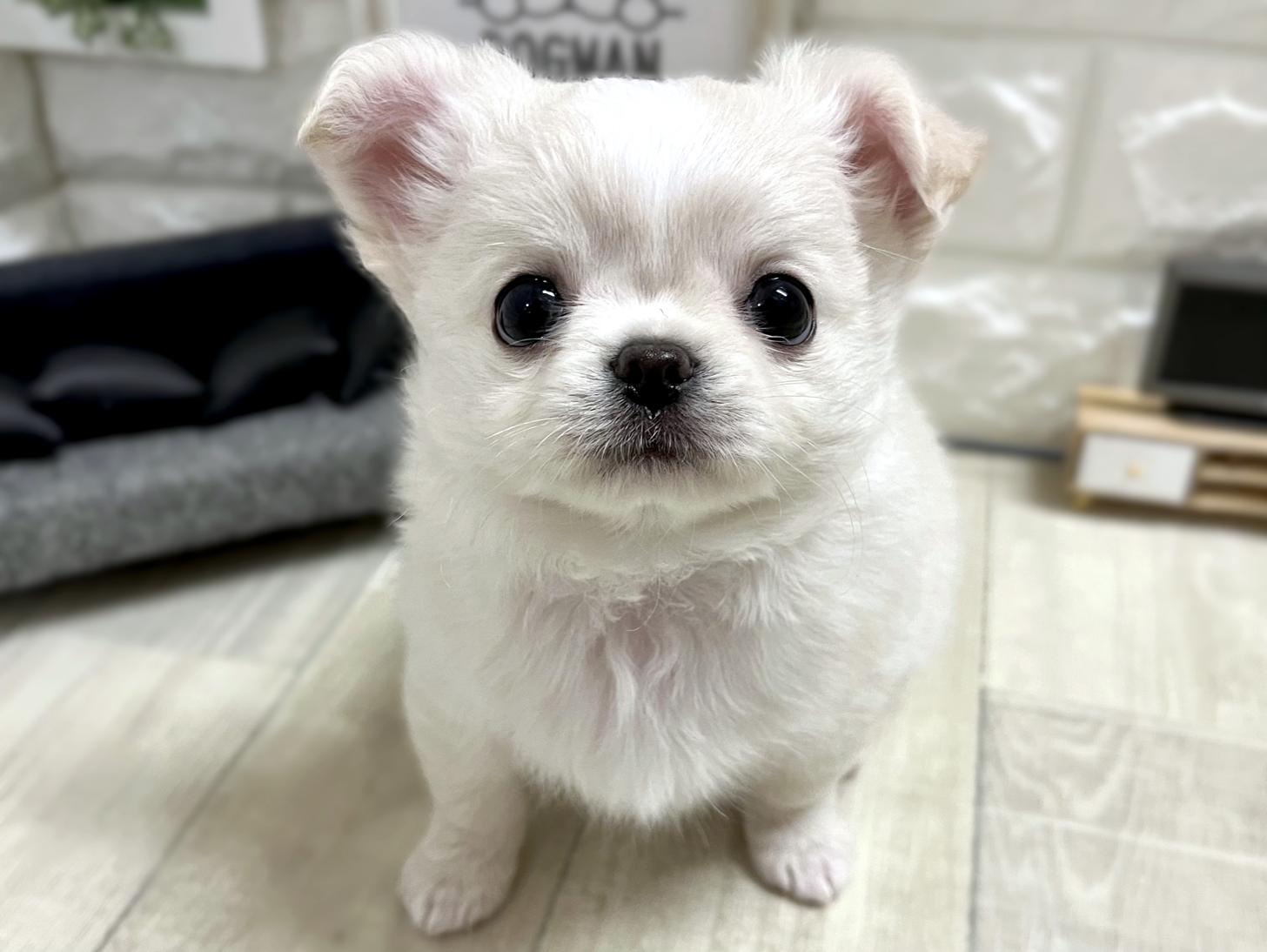 大阪府のチワワ(ロング) (DOGMAN平野瓜破店/2026年1月3日生まれ/女の子/クリーム)の子犬の1枚目の画像