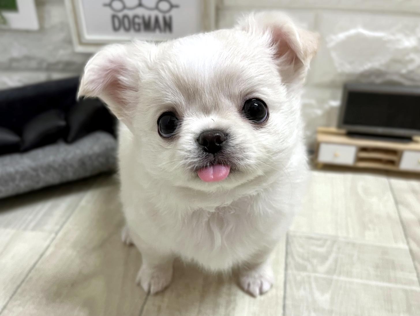 大阪府のチワワ(ロング) (DOGMAN平野瓜破店/2026年1月3日生まれ/女の子/クリーム)の子犬の2枚目の画像