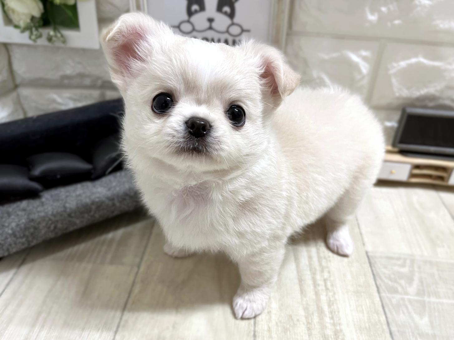 大阪府のチワワ(ロング) (DOGMAN平野瓜破店/2026年1月3日生まれ/女の子/クリーム)の子犬の3枚目の画像