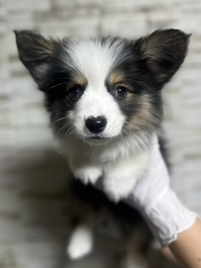 埼玉県のウェルシュコーギーペンブローク (ペッツスマイル南中野店/2025年10月5日生まれ/女の子/ブラックタンホワイト)の子犬の1枚目の画像
