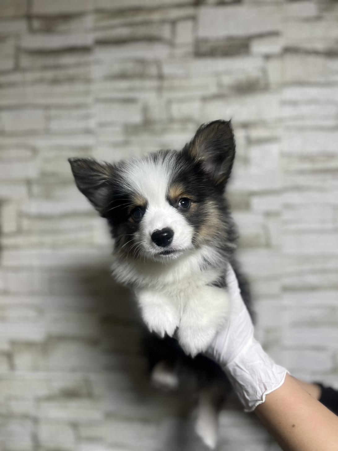 埼玉県のウェルシュコーギーペンブローク (ペッツスマイル南中野店/2025年10月5日生まれ/女の子/ブラックタンホワイト)の子犬の2枚目の画像