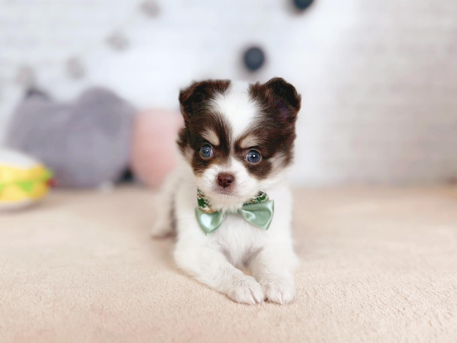 北海道のチワワ(ロング) (ペットショップだんぼ/2025年10月4日生まれ/男の子/チョコレートタンホワイト)の子犬の1枚目の画像