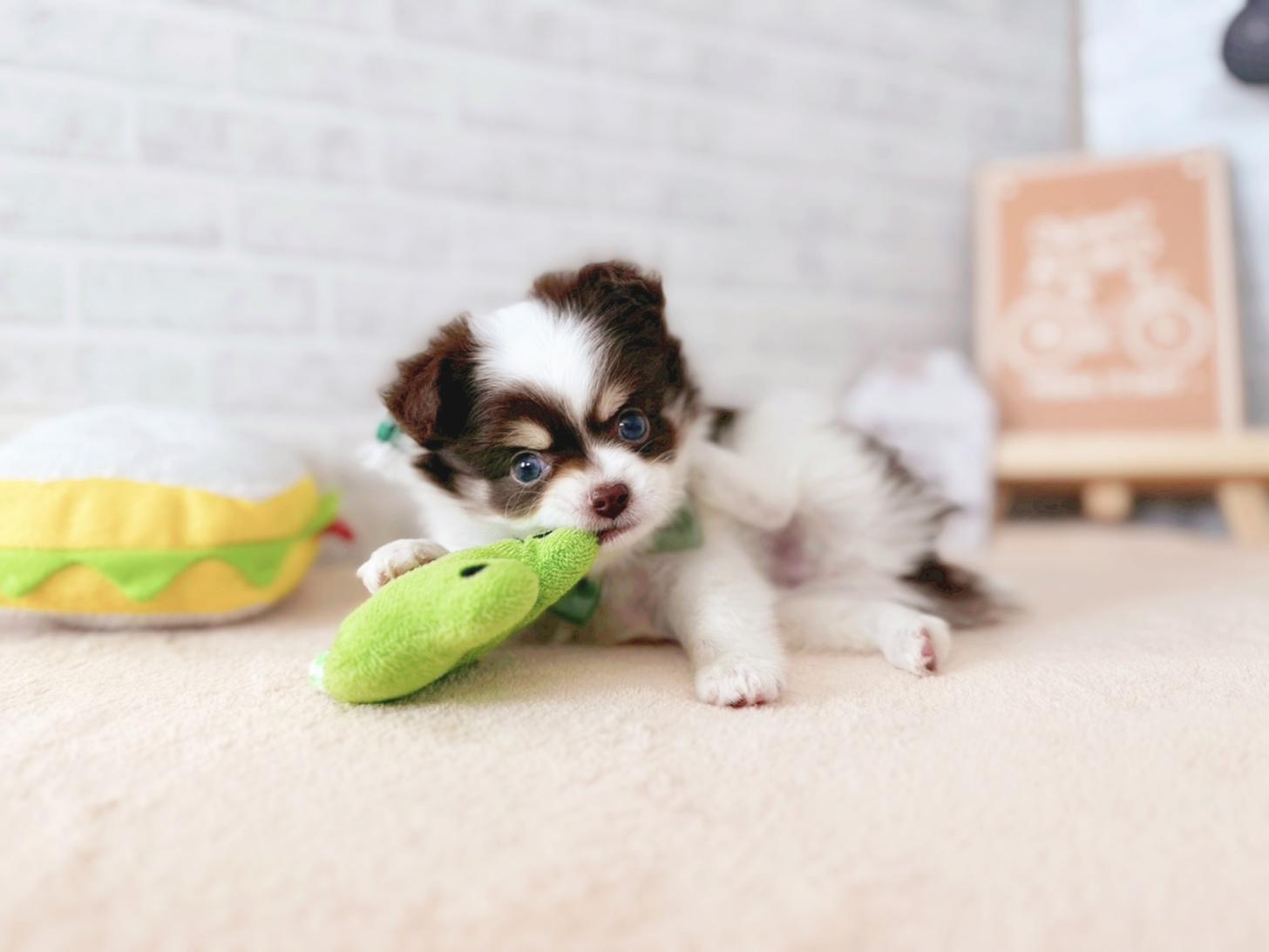 北海道のチワワ(ロング) (ペットショップだんぼ/2025年10月4日生まれ/男の子/チョコレートタンホワイト)の子犬の2枚目の画像