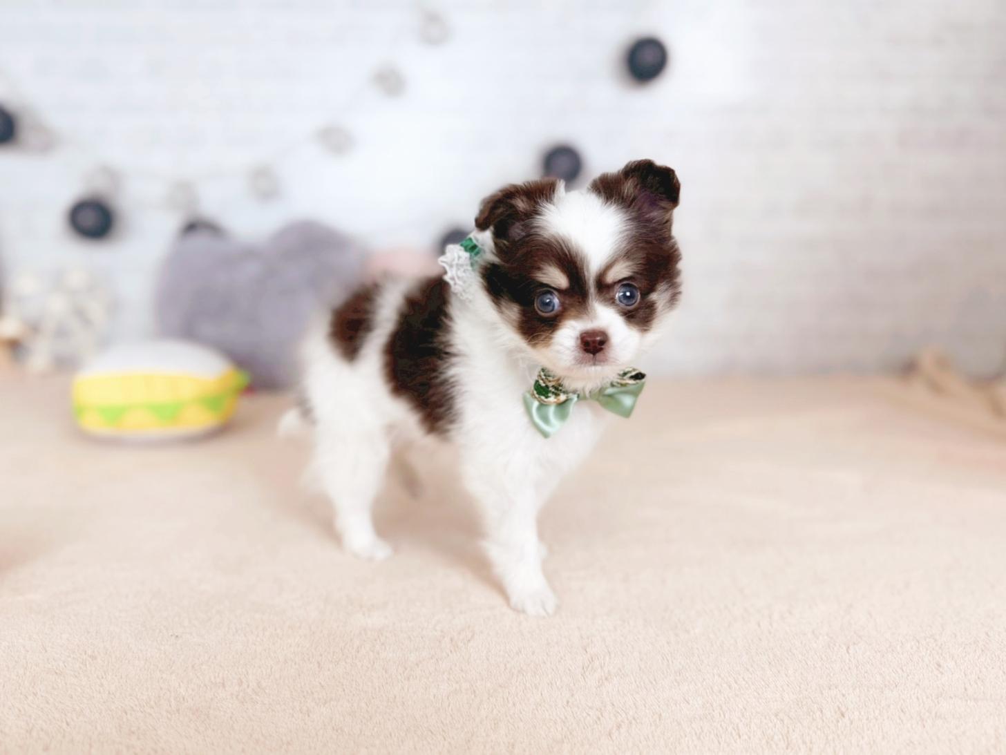 北海道のチワワ(ロング) (ペットショップだんぼ/2025年10月4日生まれ/男の子/チョコレートタンホワイト)の子犬の3枚目の画像