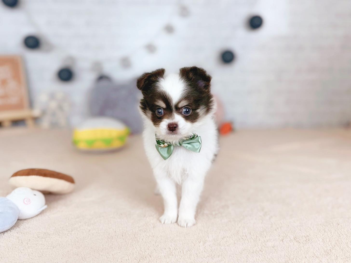 北海道のチワワ(ロング) (ペットショップだんぼ/2025年10月4日生まれ/男の子/チョコレートタンホワイト)の子犬の4枚目の画像