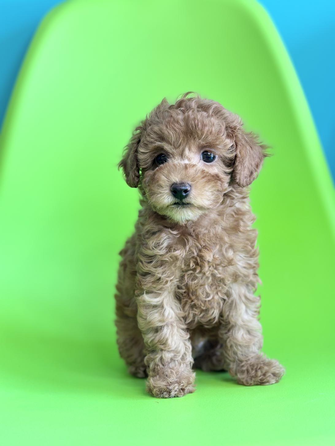 埼玉県のトイプードル(トイ) (ペッツスマイル加須インター店/2026年2月9日生まれ/男の子/レッドフォーン)の子犬の1枚目の画像